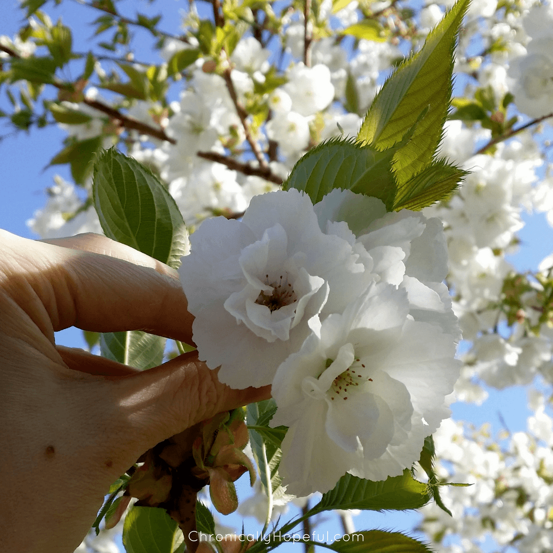 White blossoms, Chronically Hopeful