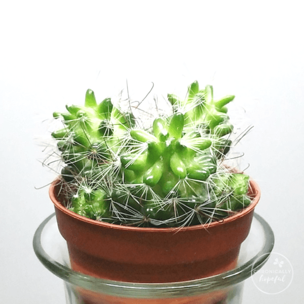 Mini Succulents, Cacti