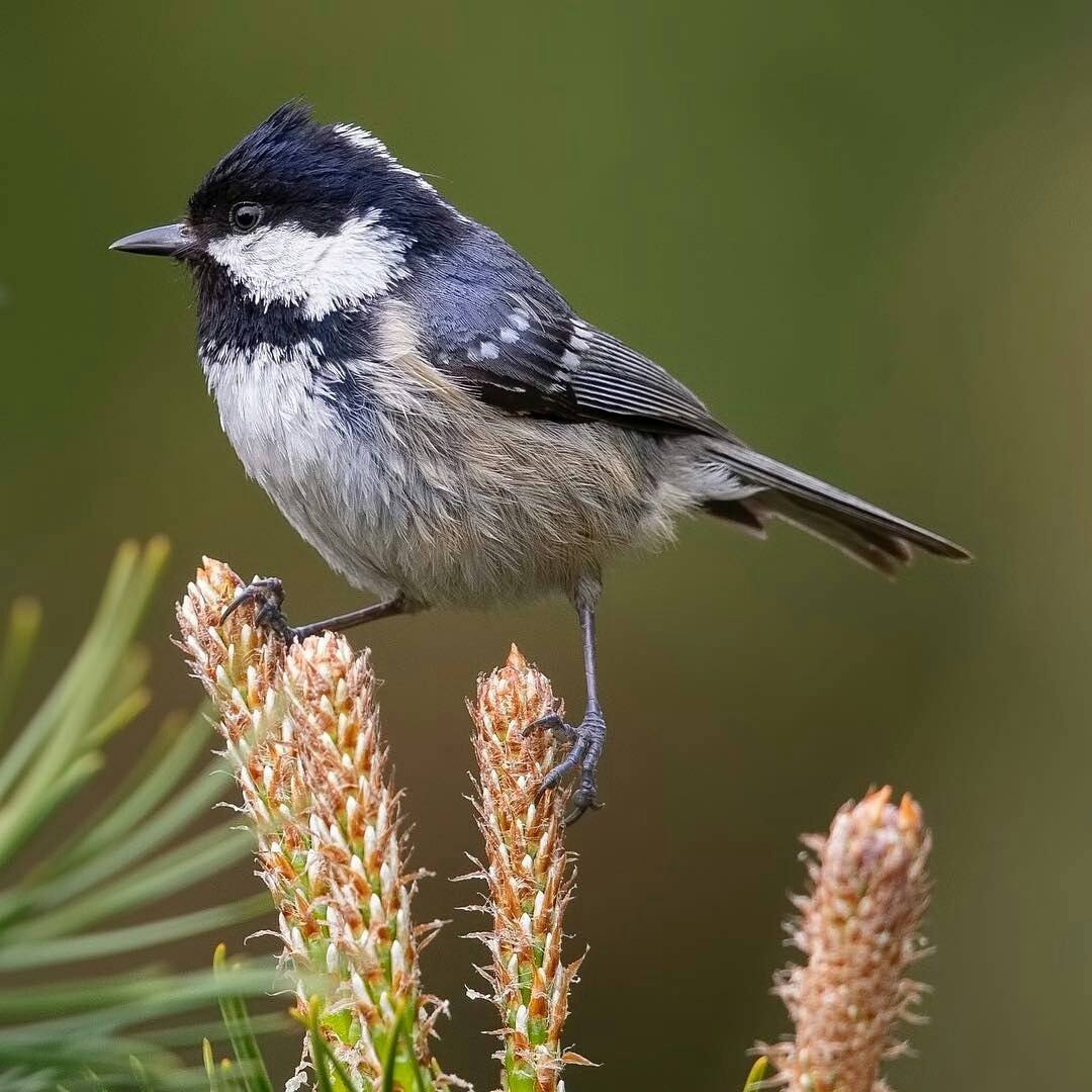 Coal Tit on conifer by Caperelux