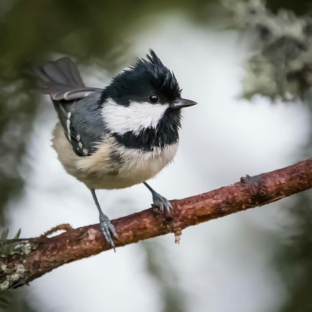 Coal Tit by Eco1234567890