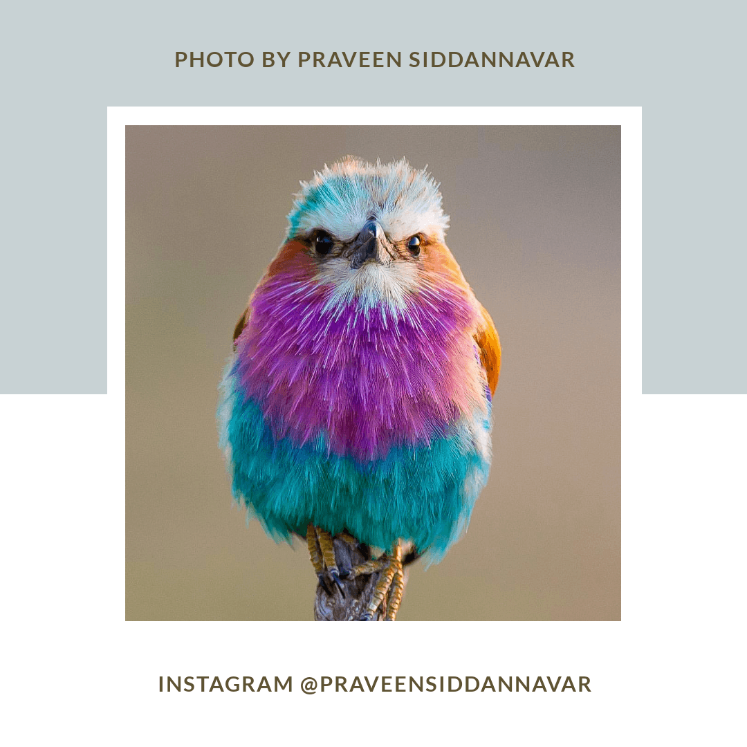 A colourful little bird sitting on a twig. Lilac-breasted Roller, Photo by Praveen Siddannavar