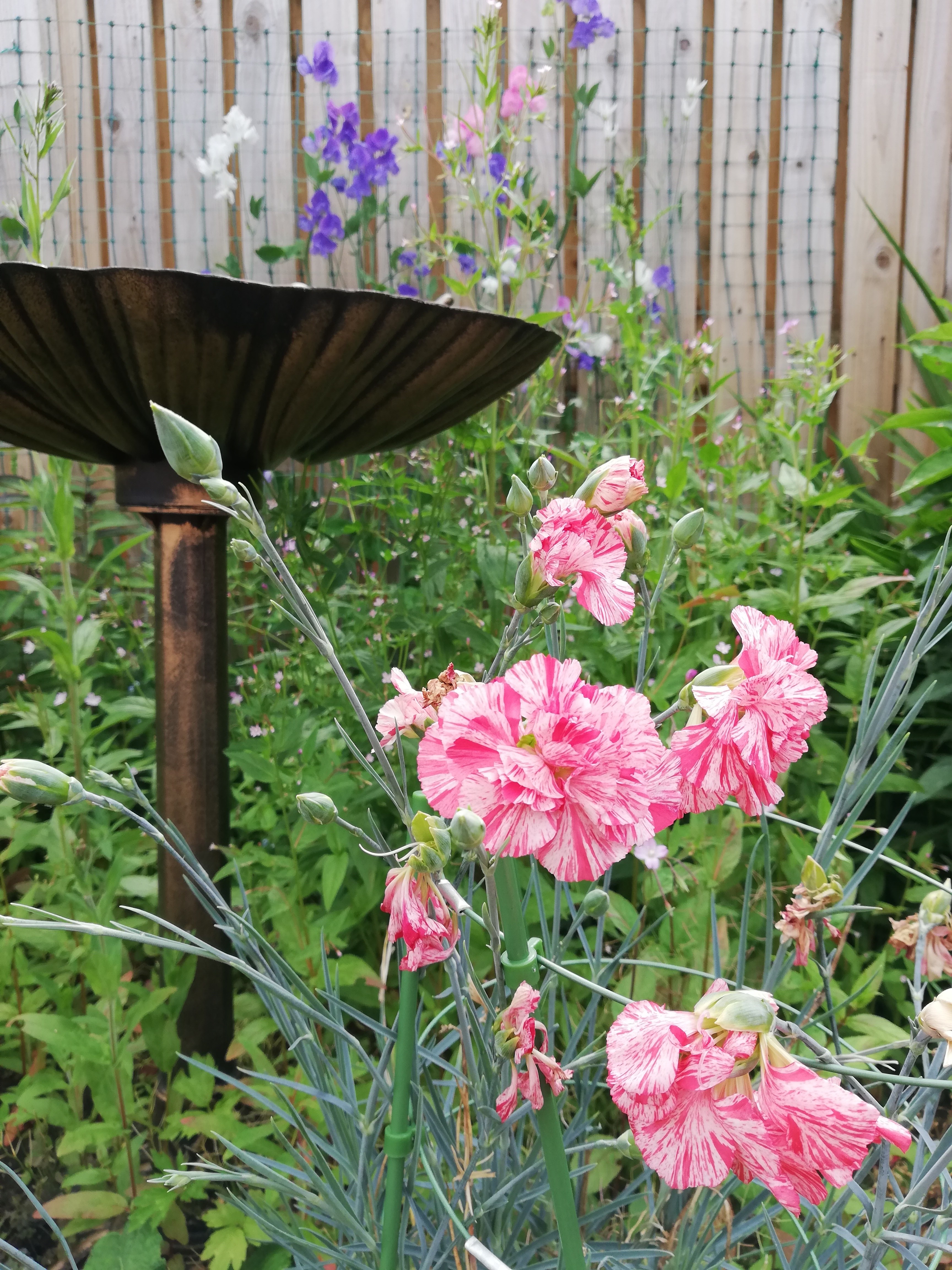 A pink stripy carnation in front of a copper bird bath, a wooden fence behind.