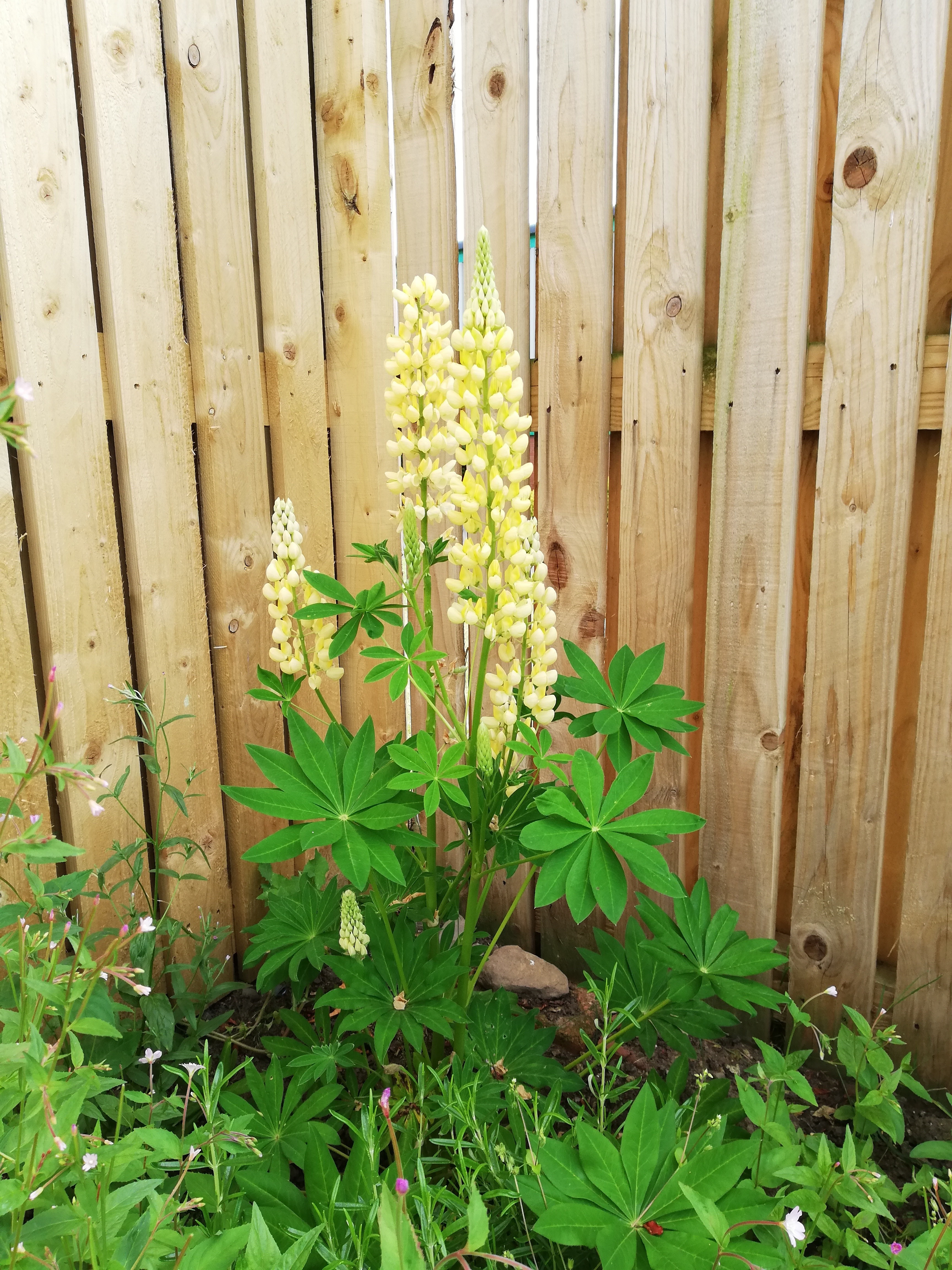 Tall yellow Lupin with the wooden fence behind
