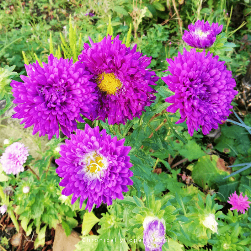Purple Dahlia in the garden
