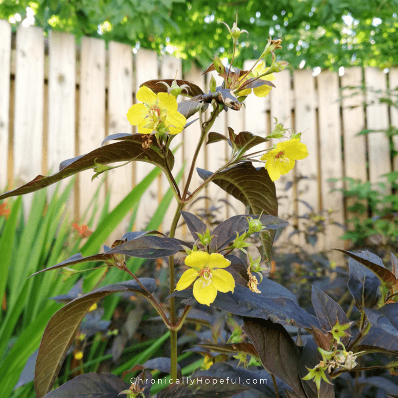 Plant with purple leaves and yellow flowers growing in front of a wooden fence.