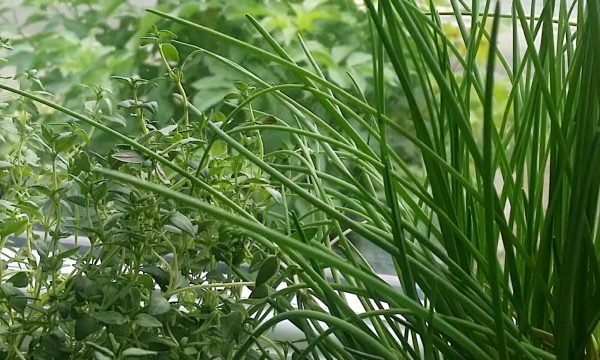 herb garden