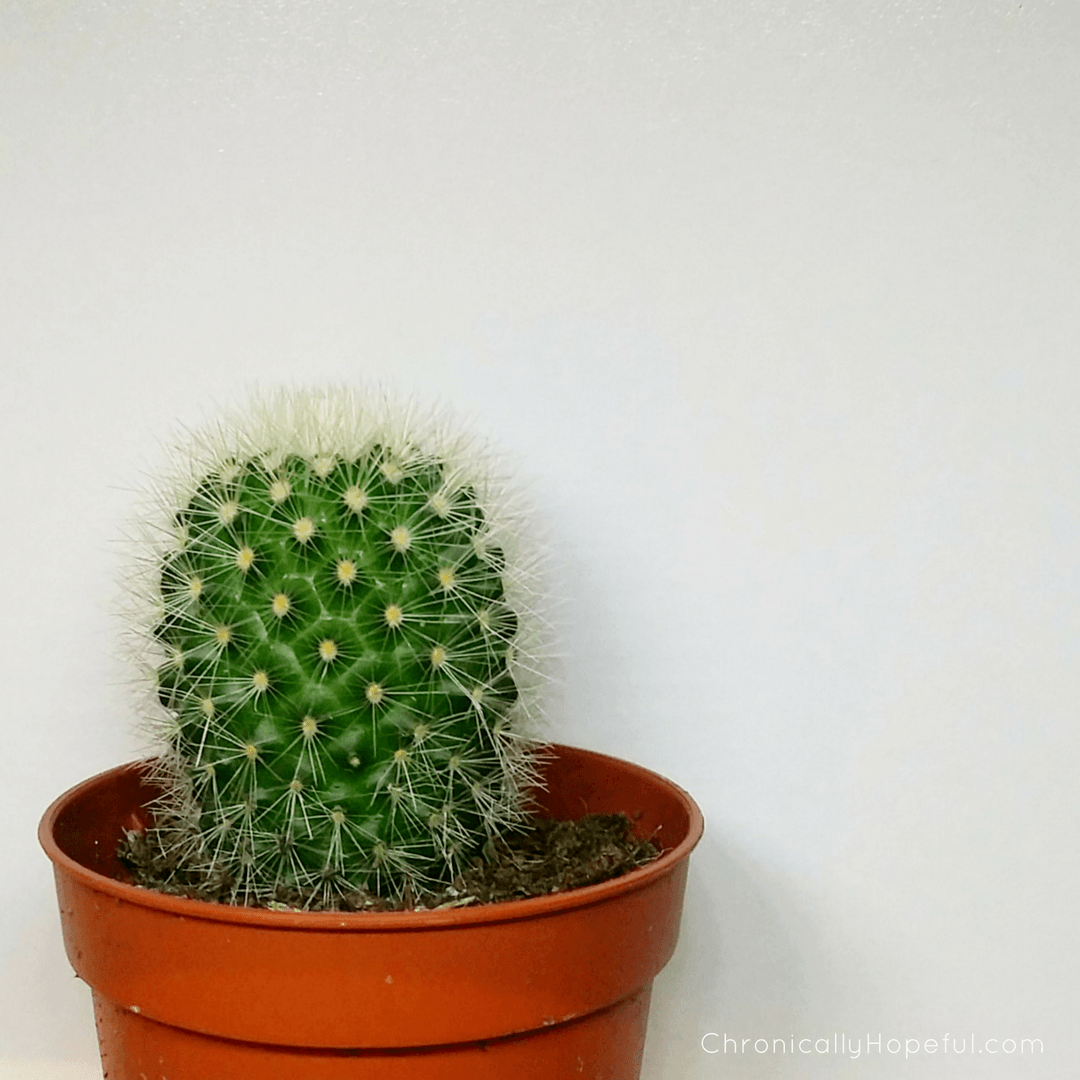 Mini cacti, Chronically Hopeful