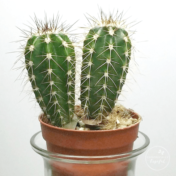 Mini Succulents, Cacti