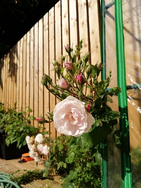 A pastel pink creeping rose with a wooden fence behind