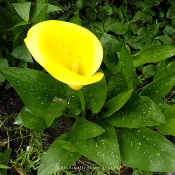 Yellow Arum lily in the garden