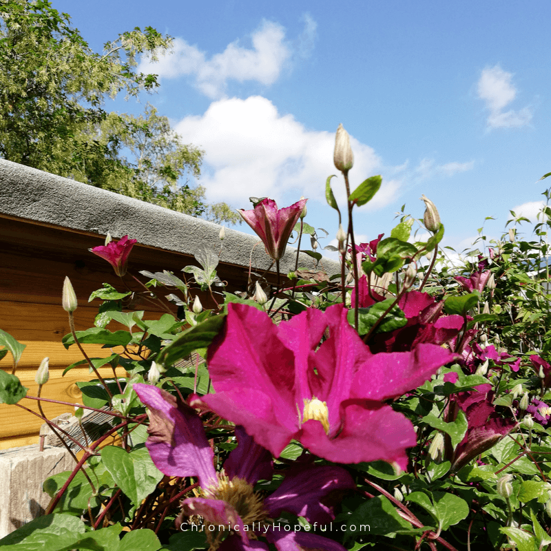 Clematis climbing up a shed