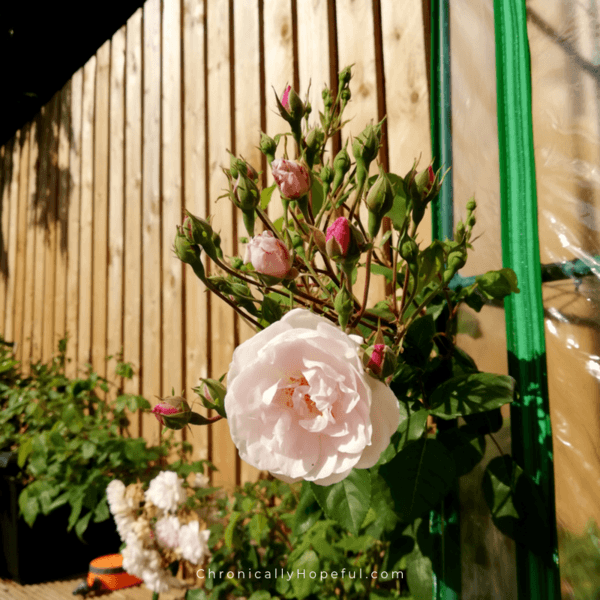 Pale pink rose climbing up the wooden fence