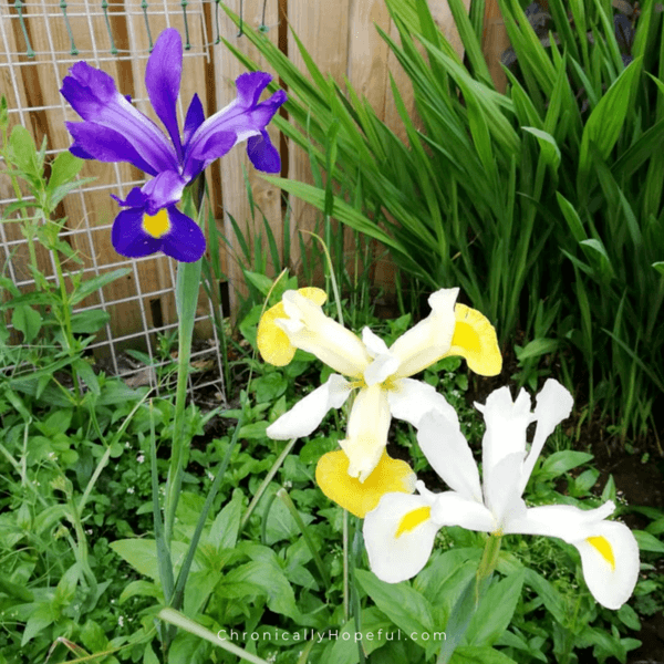Purple and yellow Irises in the garden