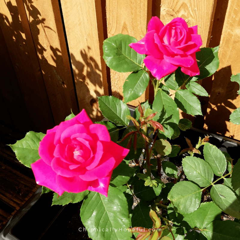 Dark pink roses in a pot by the wooden fence