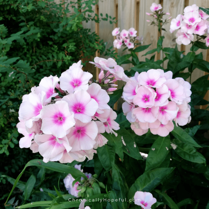 Pale pink flowers in the garden
