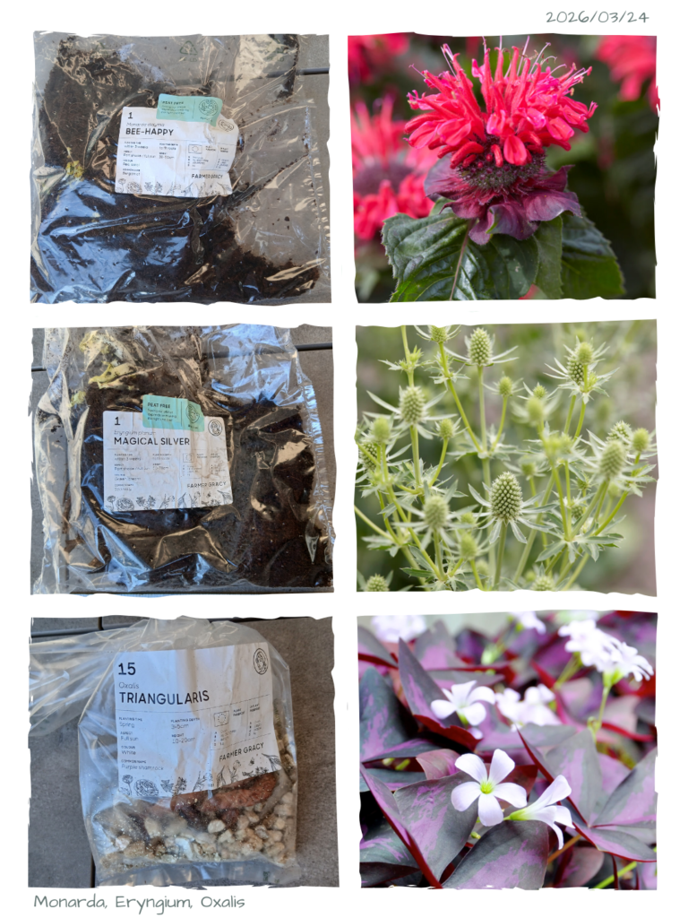 Farmer Gracy Flower Bulbs