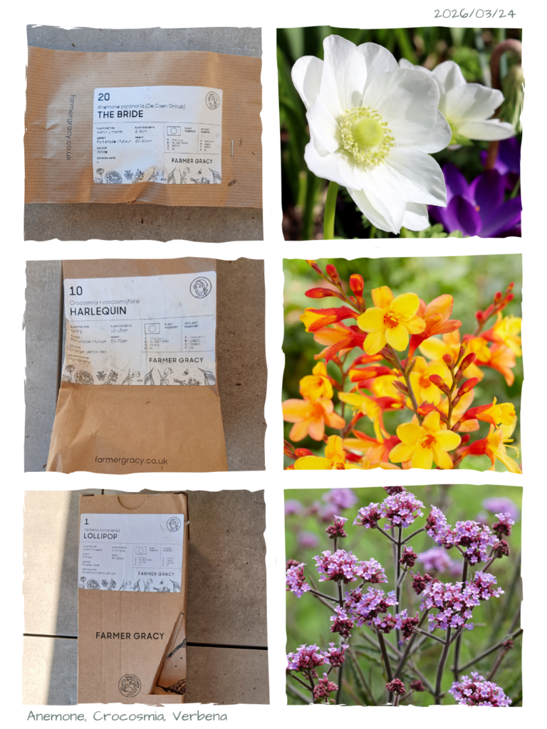 Farmer Gracy Flower Bulbs