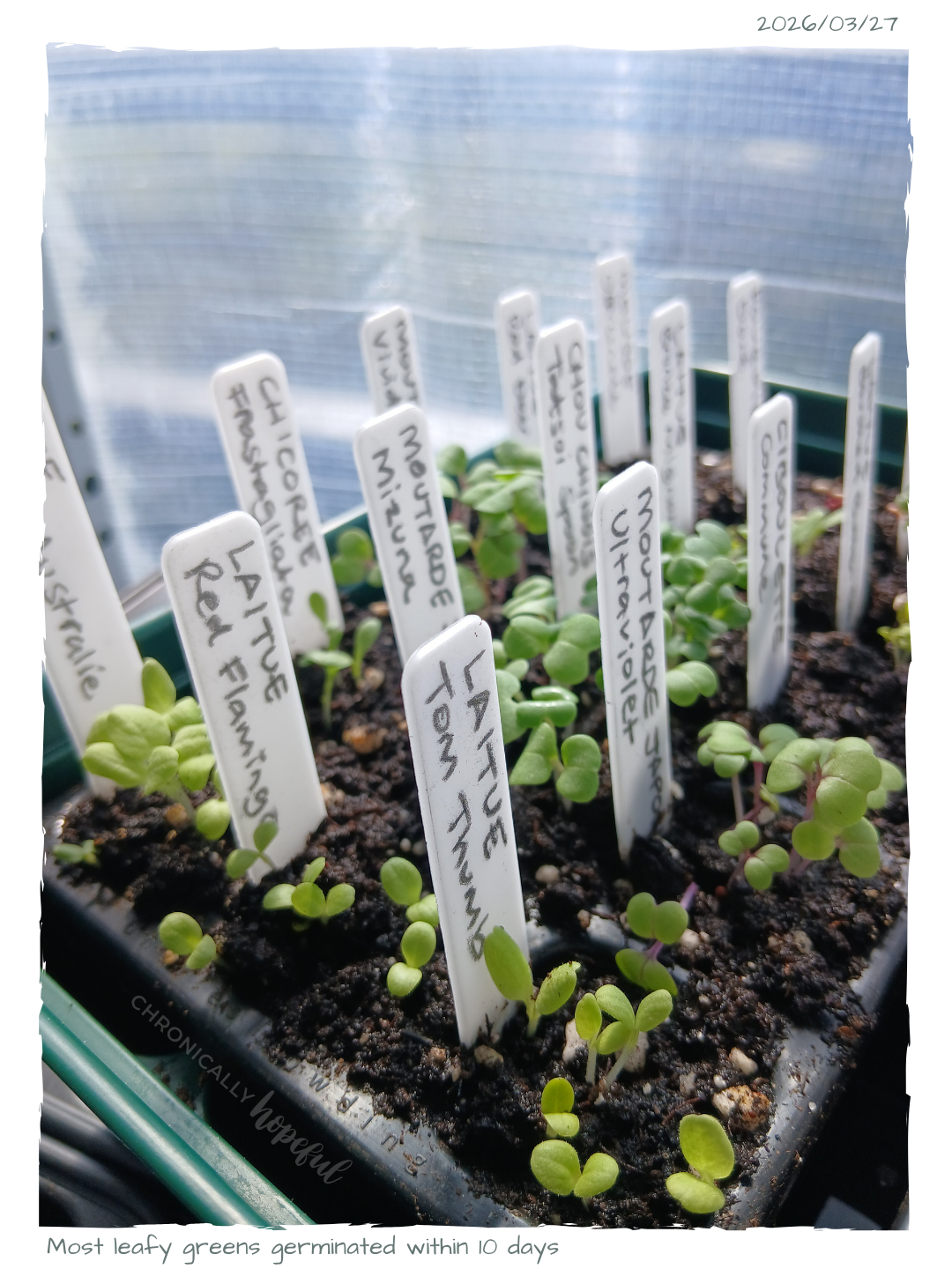 Leafy Salad Greens Seedings