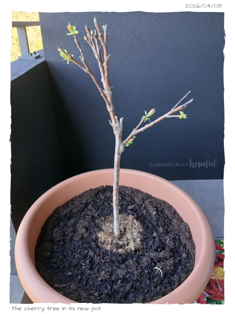 Dwarf Cherry Tree Potted Up
