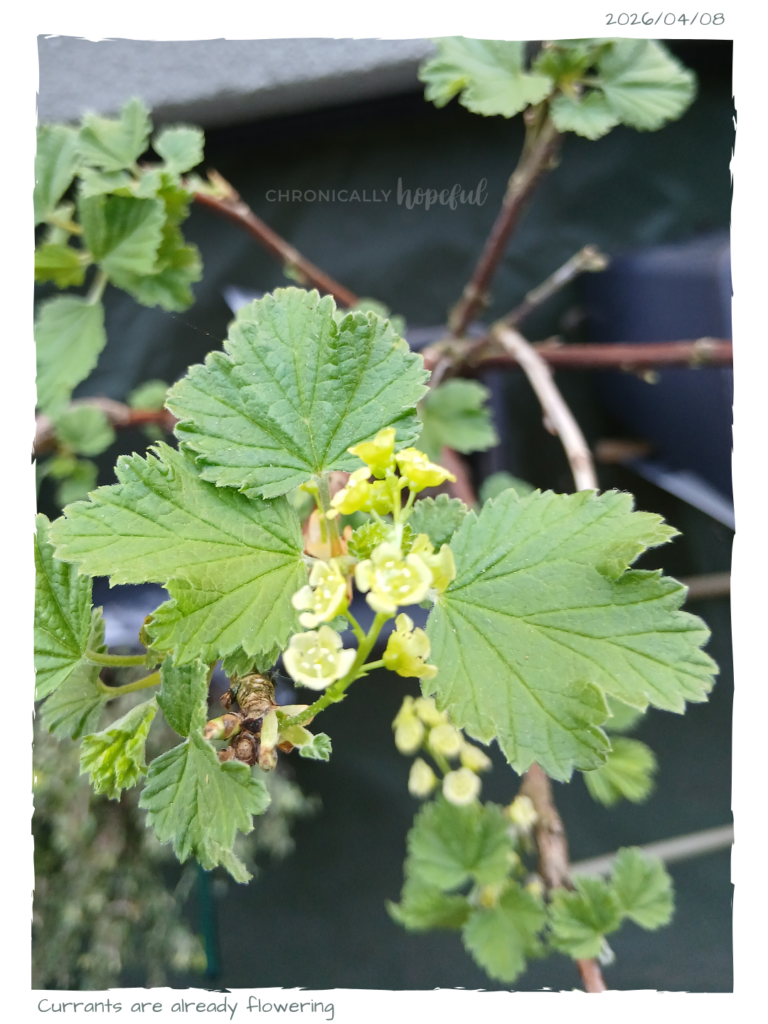 Currants In Bloom