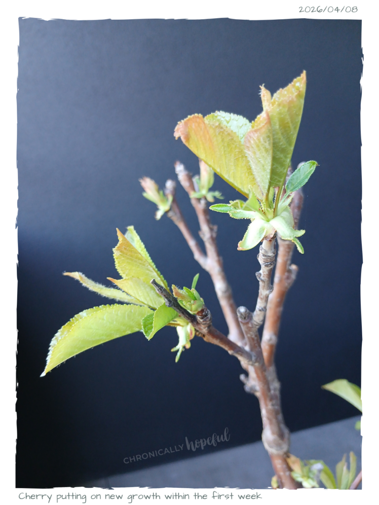 Dwarf Cherry Tree Leaves
