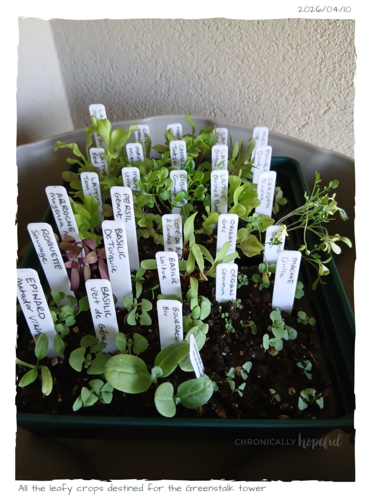 Leafy Greens In Seed Tray