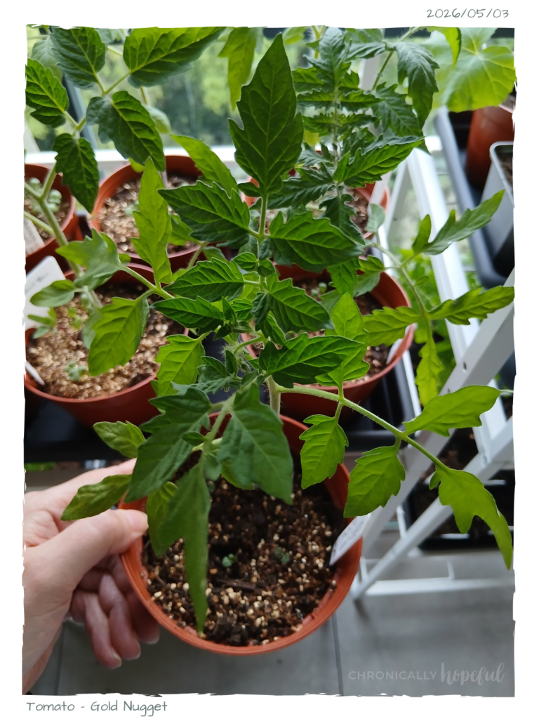 Tomato Seedling Gold Nugget