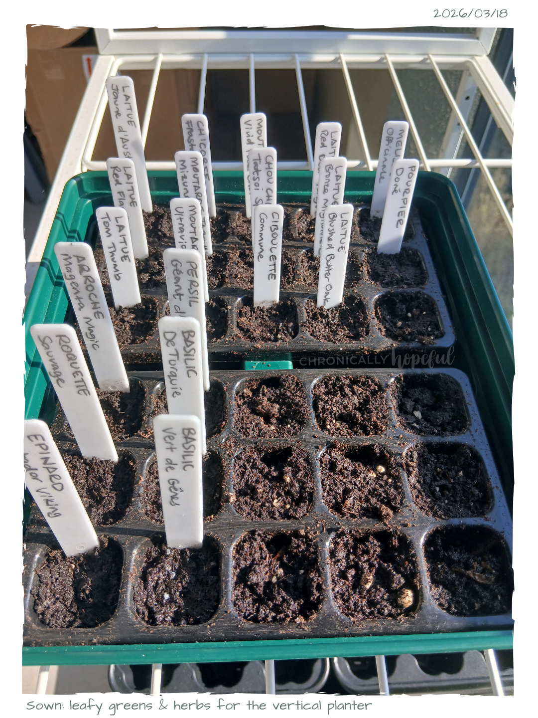 Leafy greens and herbs sown