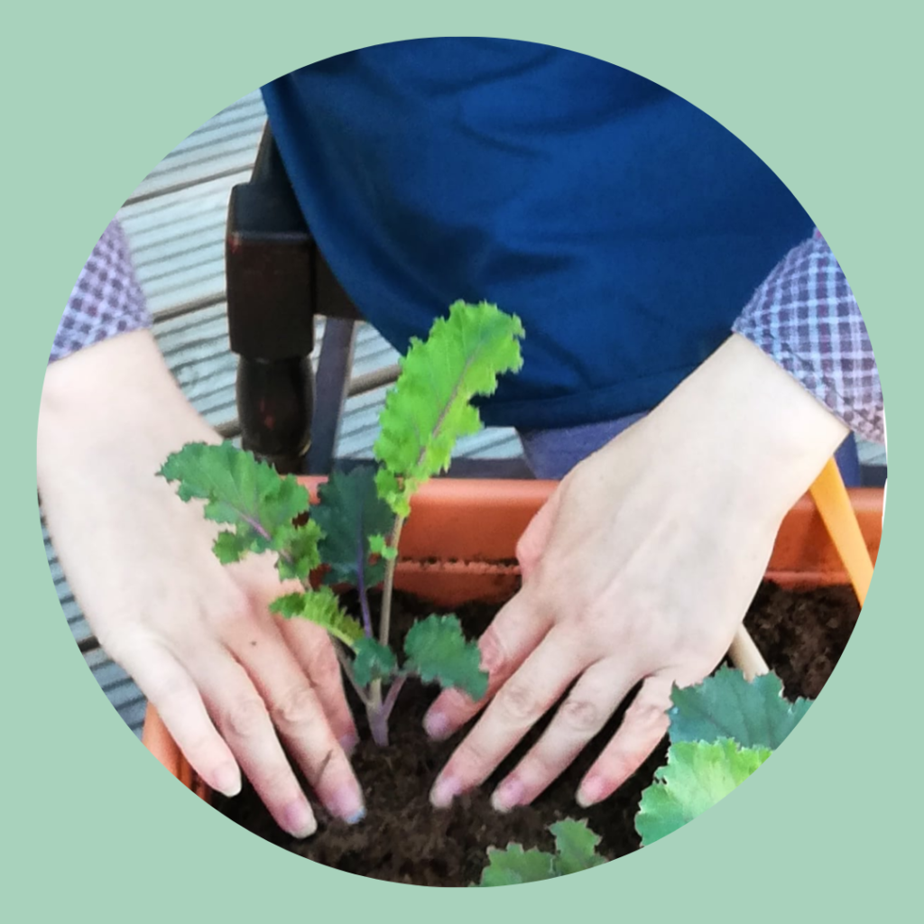 Char's hands planting some kale