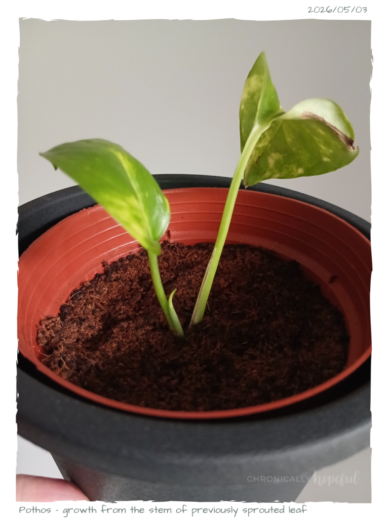 Pothos sprouting a new leaf