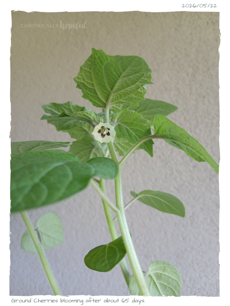 Ground Cherry blooming