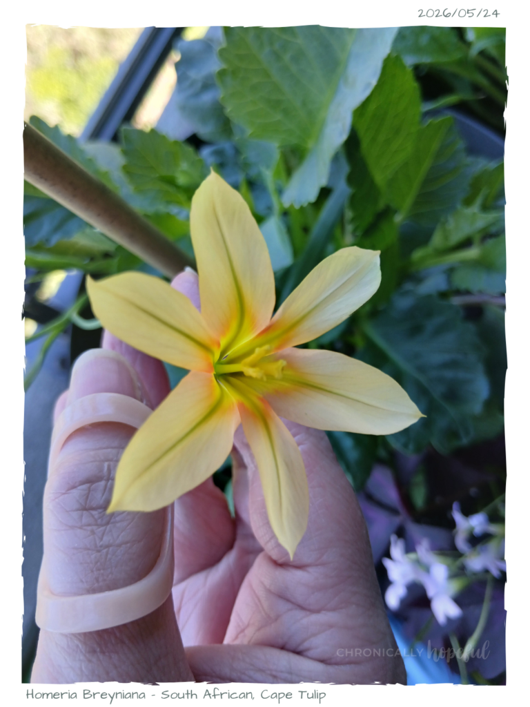 Homeria African Tulip