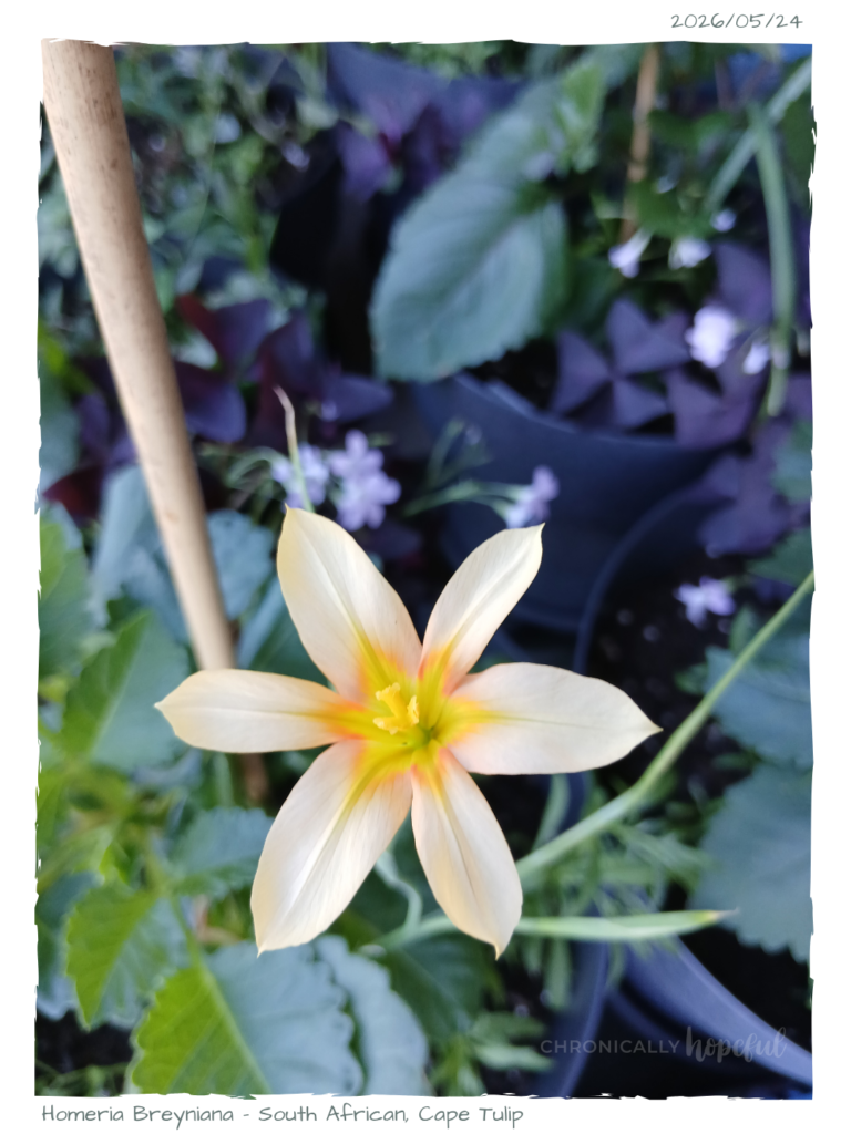 Homeria African Tulip