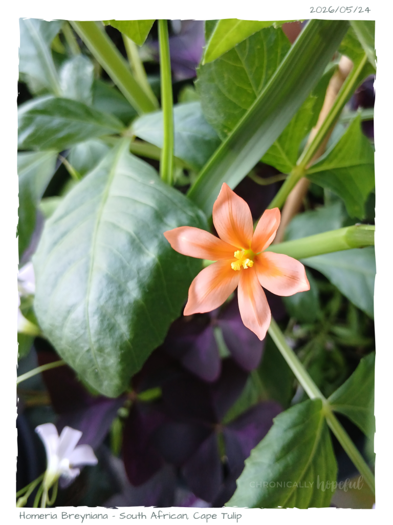 Homeria African Tulip