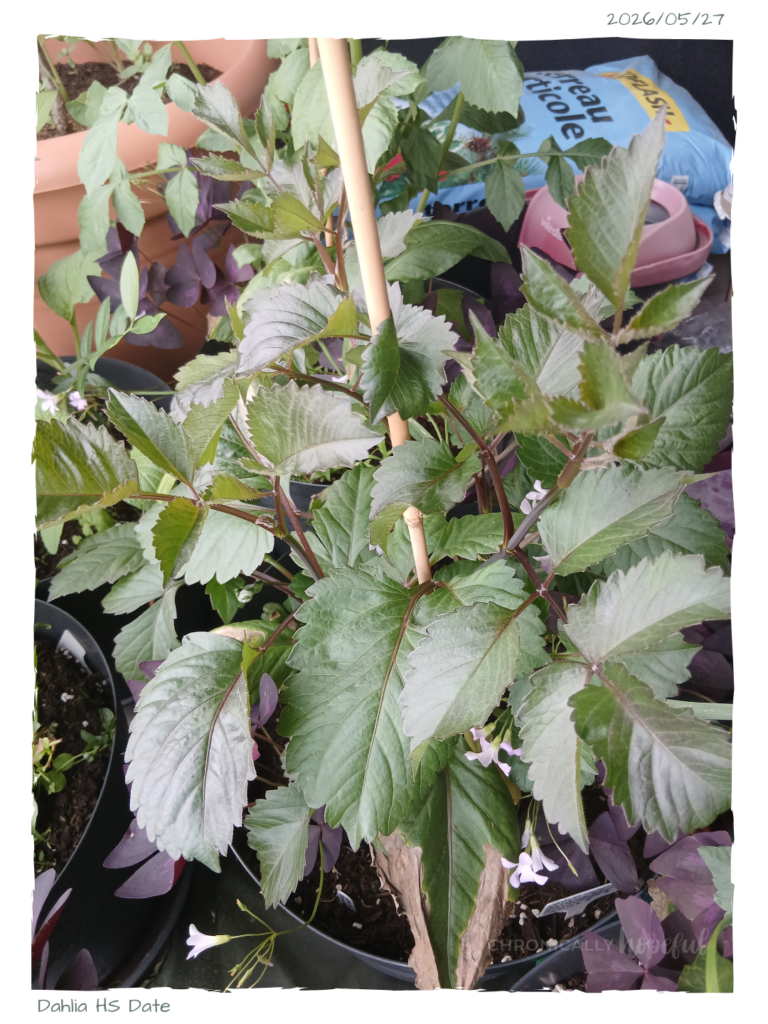 Dahlia HSDate