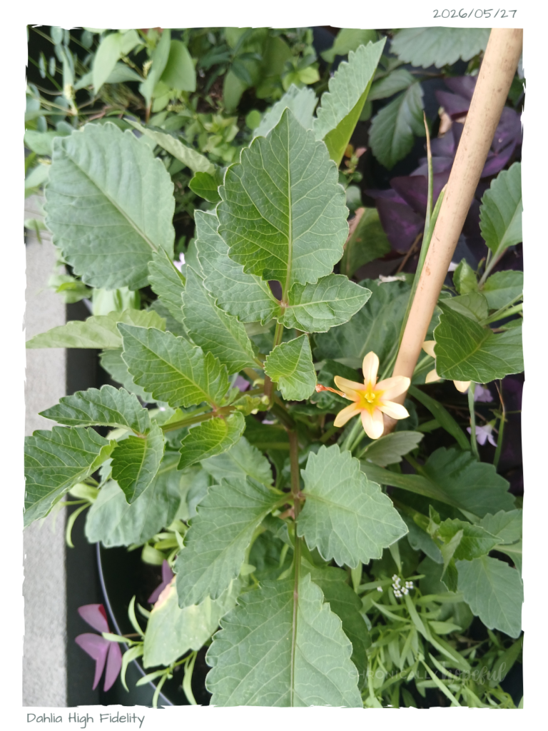Dahlia HighFidelity