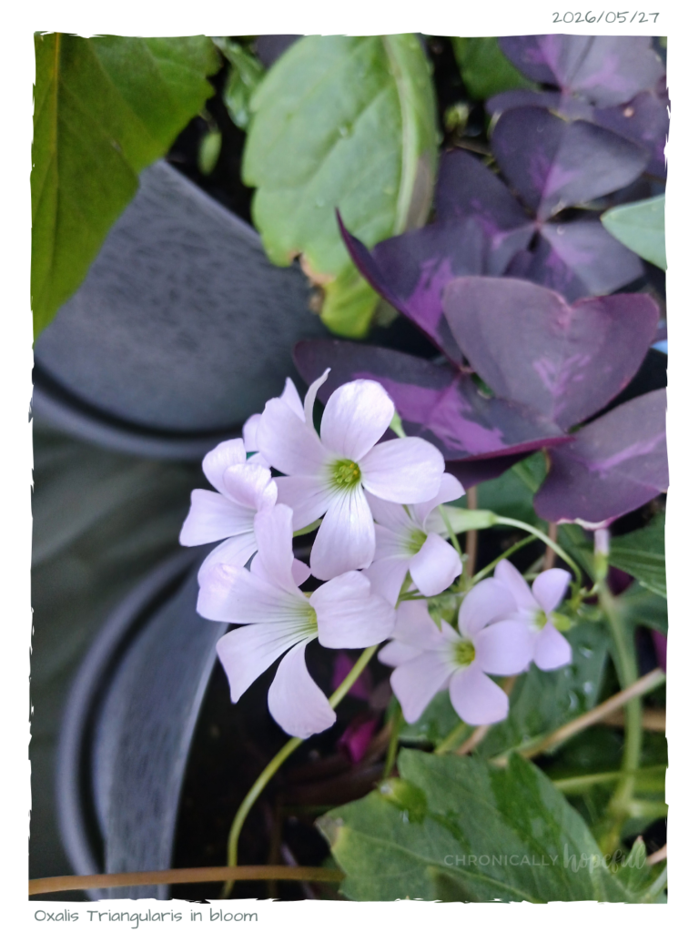 Oxalis Triangularis