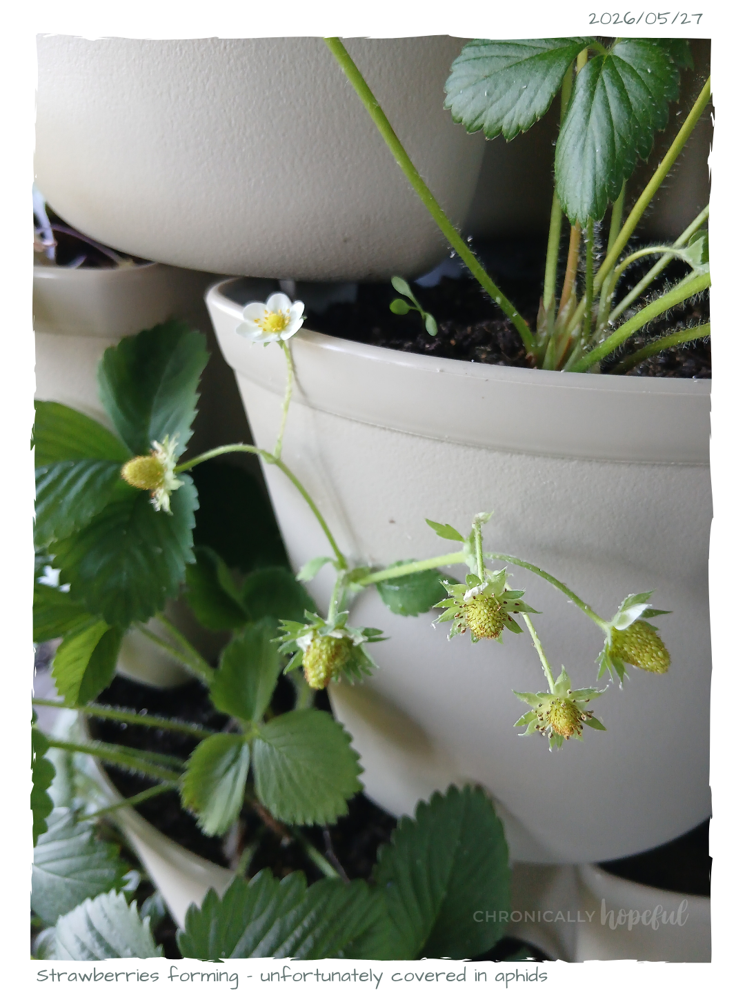 Strawberries in Greenstalk