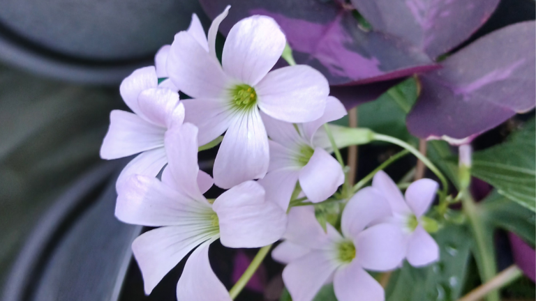 May Garden Tour
