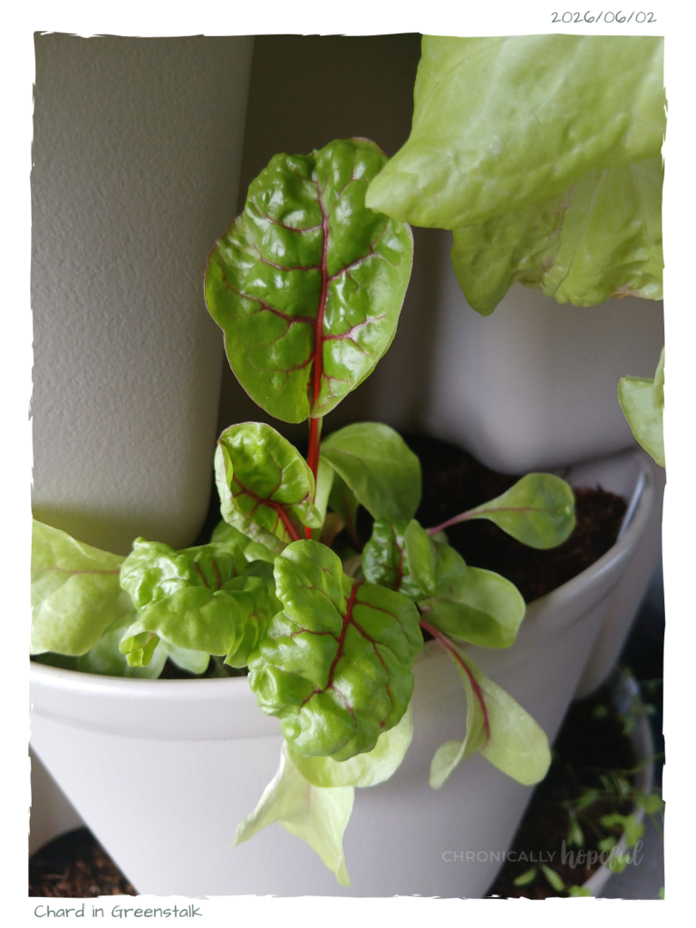 Chard In Greenstalk