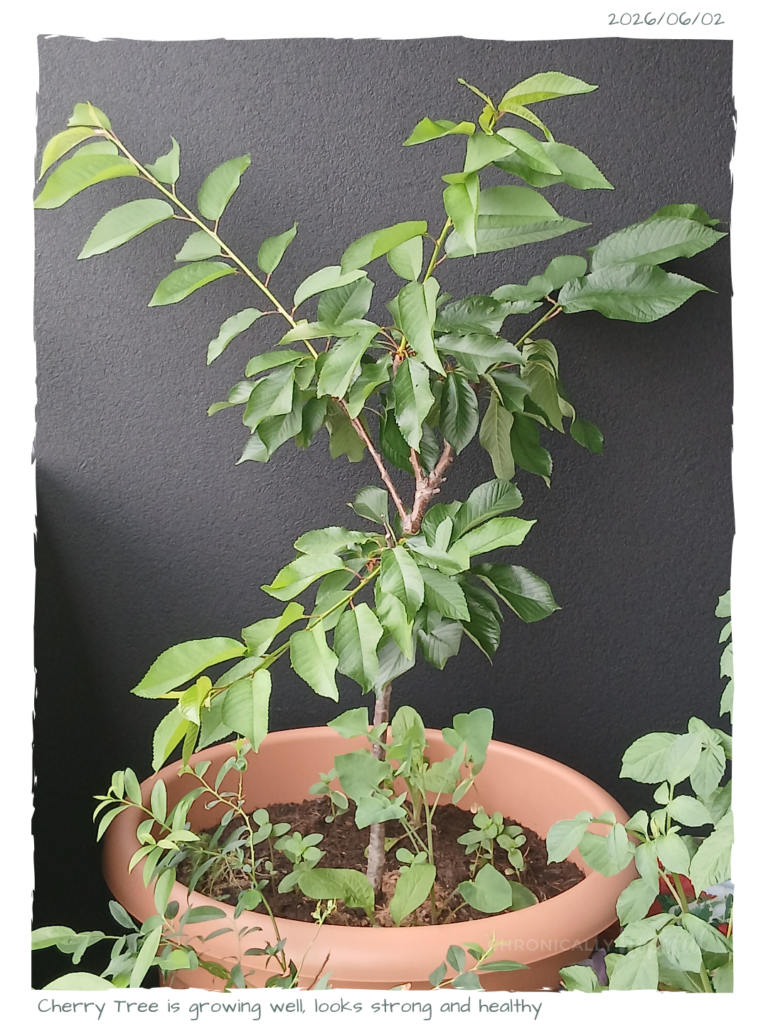 CherryTree