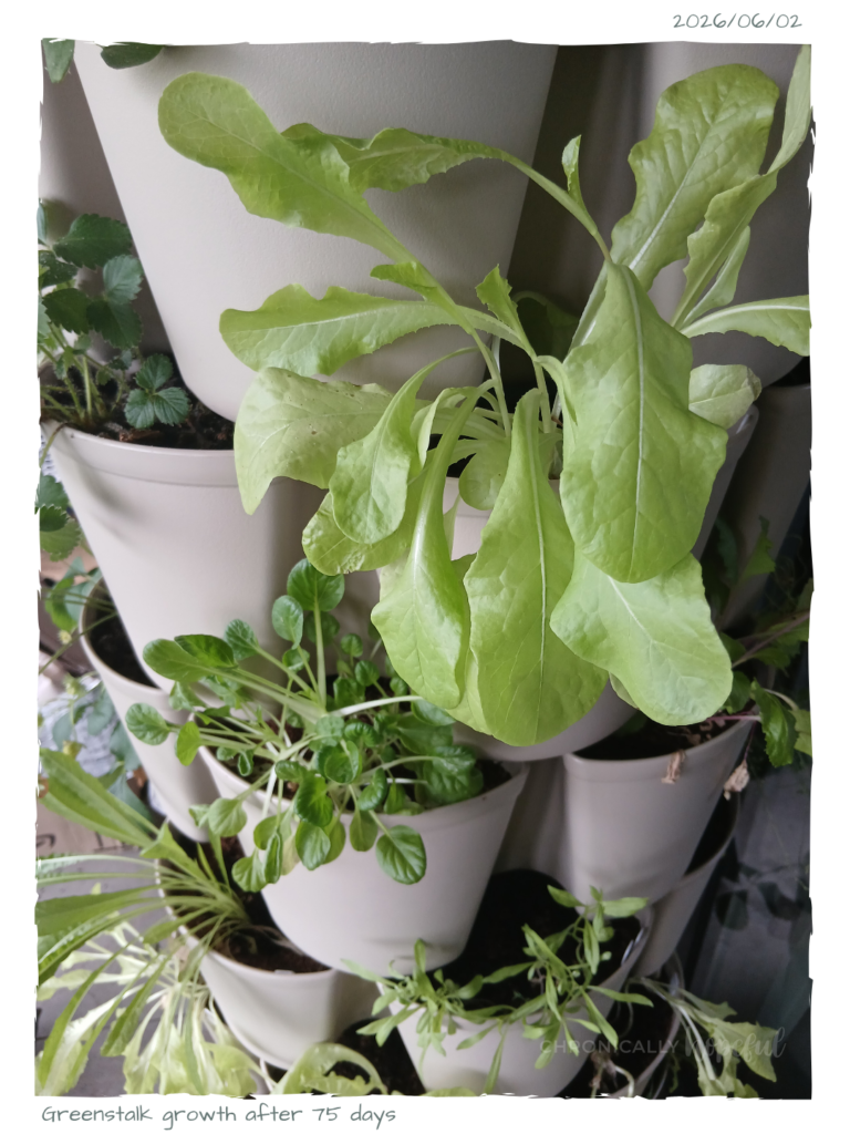 Greenstalk with salad greens