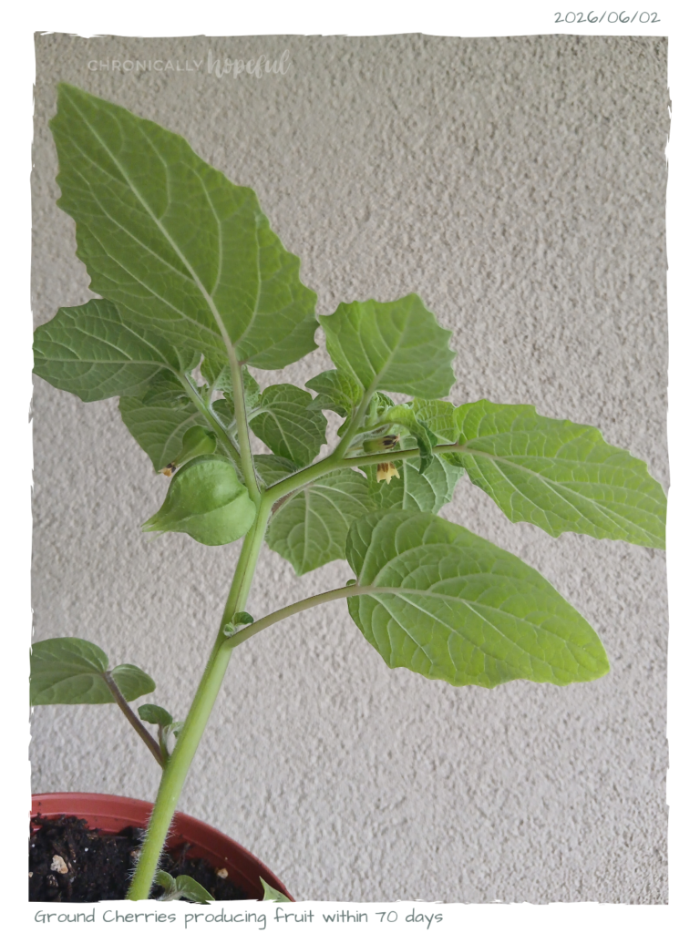 Ground Cherry fruiting