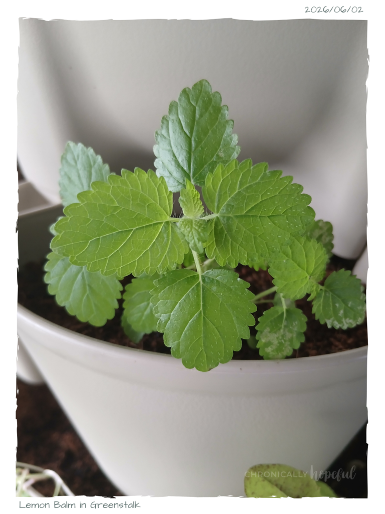 LemonBalm In Greenstalk