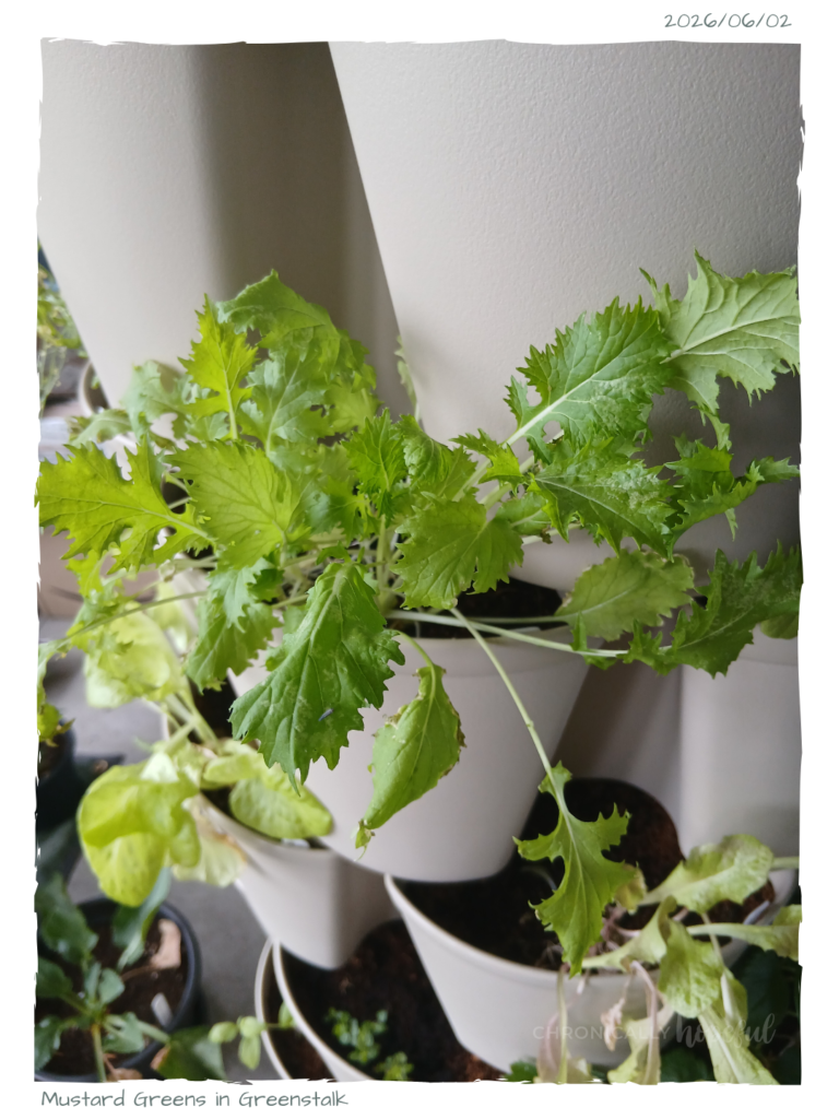 MustardGreen in Greenstalk