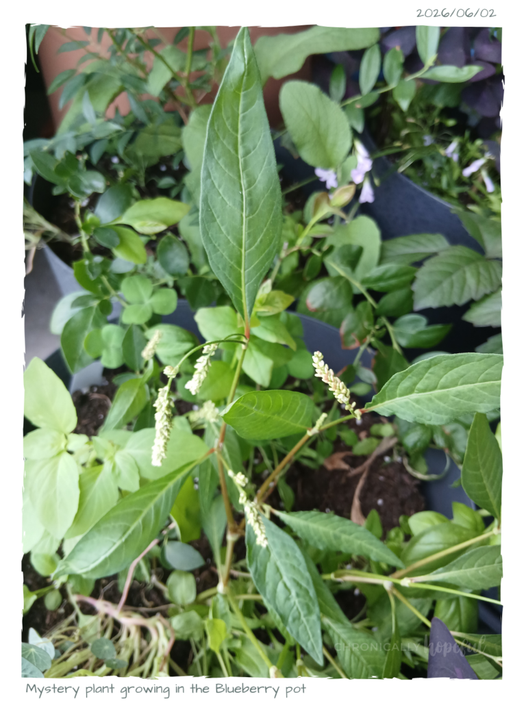 Mystery plant with white flowers