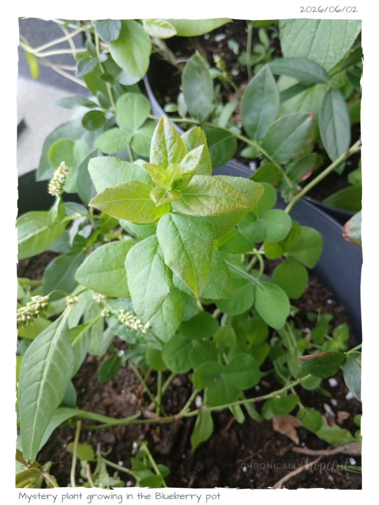 Mystery plant