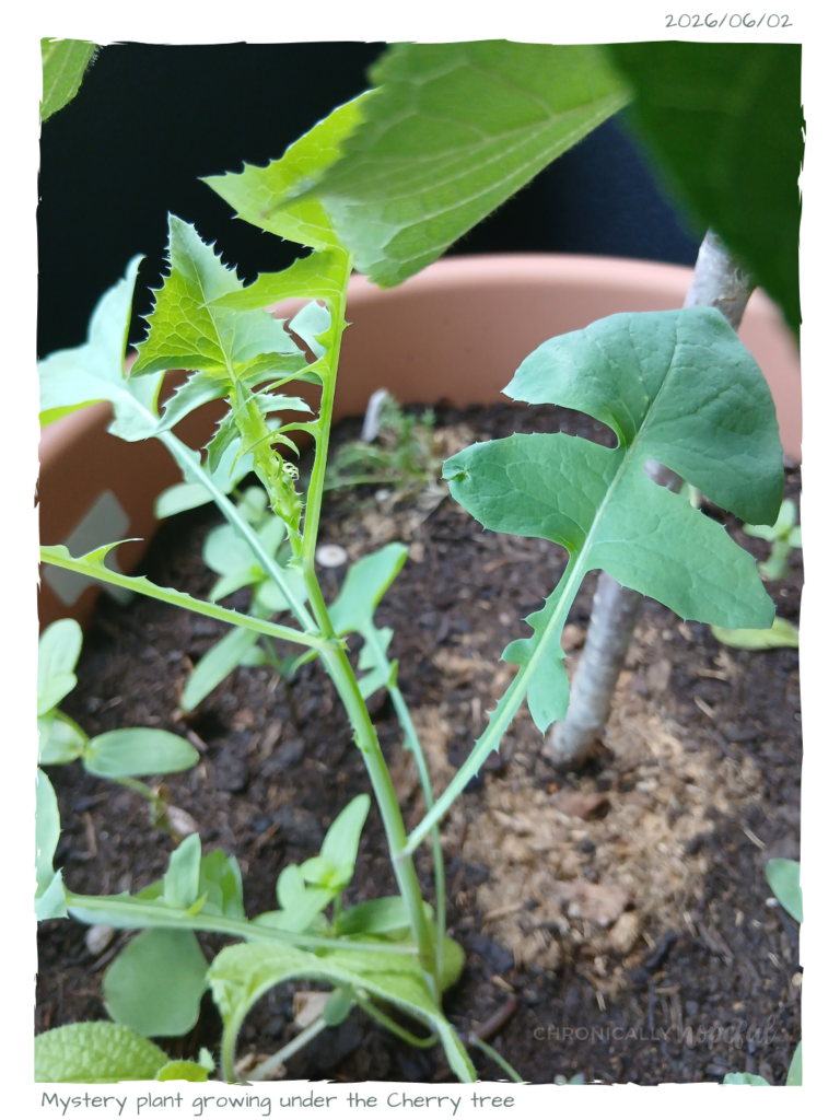 Mystery plant
