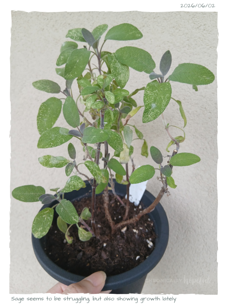 Sage