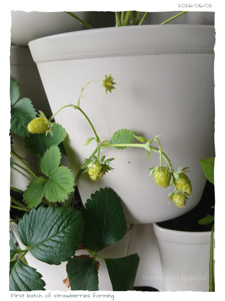 Green Strawberries